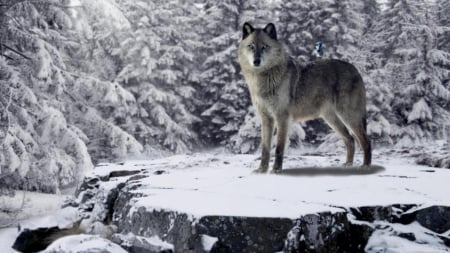 _blue eyed wolf - white, wolves, blue eyed wolf, wild animal black, the pack, black, quotes, pack