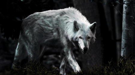 dark wolf - white, wolves, wild animal black, the pack, black, quotes, pack