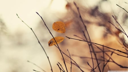 November - fall, wallpaper, leaves, abstract, hd, november, photography, leaf, macro, nature, autumn