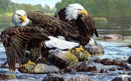 Bald Eagles - river, water, stones, artwork