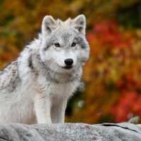 Arctic Wolf