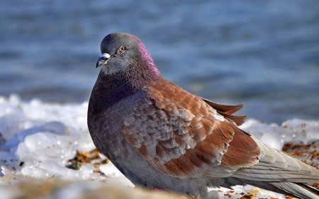 Pigeon - bird, white, winter, water, pigeon, blue, snow