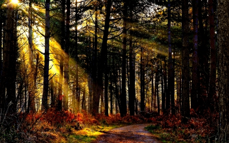 GOLDEN RAYS - sunshine, forest, path, light