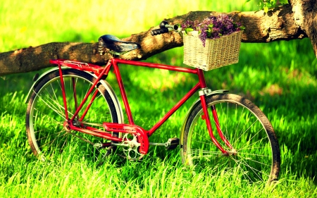 SPRING COLLECTION - ladies, bicycle, field, flowers