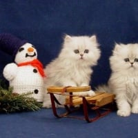 Christmas kittens