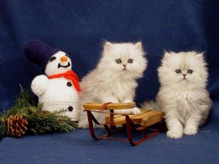 Christmas kittens