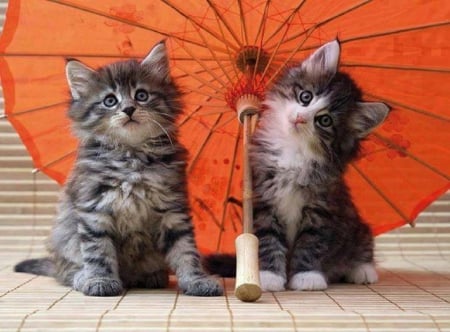 under a umbrella - red umbrella, cats, umbrella, animals, kittens, cute