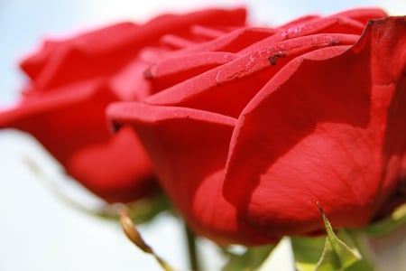 Red Roses! - roses, flowers, nature, red