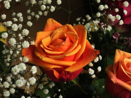 Orange Rose! - nature, orange, flowers, rose