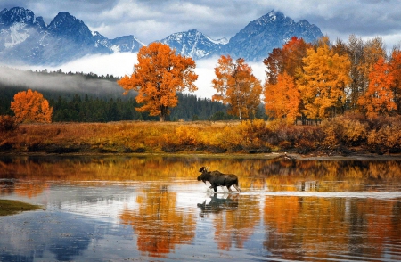 autumn at a lake - fun, animal, nature, moose, lake, forest