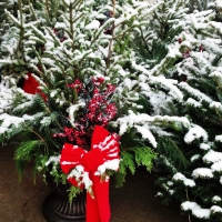 Snowy Christmas Trees