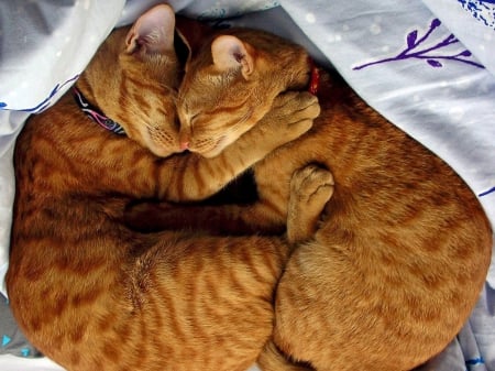 Amor de gato - love, animals, cats, beautiful