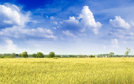 Landscape - nature, yellow, landscape, field, blue sky