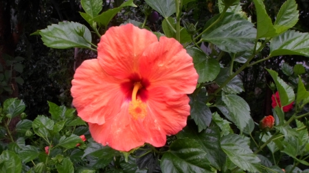 Hibisco - nature, hibisco, garden, flower