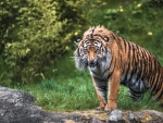 tiger