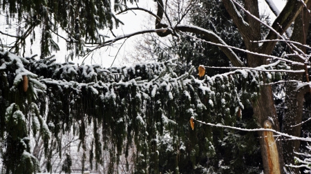 Winter's Touch - wintery woods, winter tree, snowy tree, snow on a branch, snow