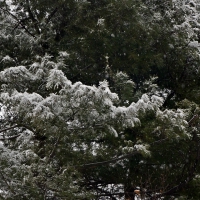 Snowy Tree Blanket