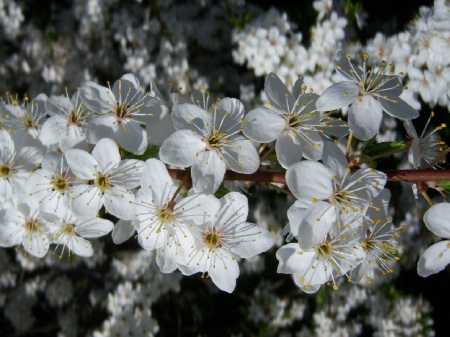 *** Spring *** - spring, trees, nature, flowering