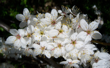 *** Flowering trees *** - flowers, spring, flowering, trees, nature