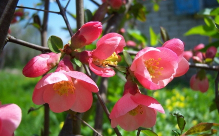 *** Quince *** - nature, trees, flowering, flowers, flower