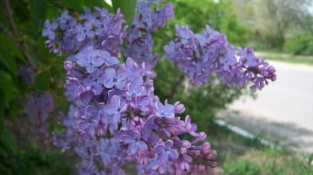 *** Lilacs *** - nature, lilacs, flowers, spring, flower