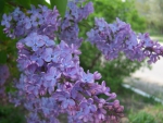 *** Lilacs ***