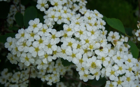 *** Spring *** - flowers, flowering, trees, nature