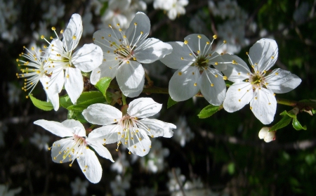 *** Flowering trees *** - flowers, spring, flowering, trees, nature