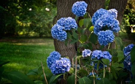 A wallpaper of hydrangea - flowers, the nature, bluish violet, hydrangea