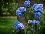 A wallpaper of hydrangea