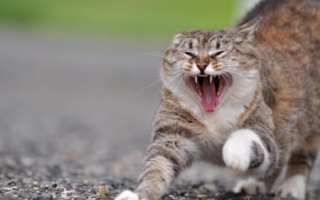 Cat - sleepy, cute, beautiful, cat, sleeping, kitty, cats, hat, cat face, paws, face, animals, pretty, beauty, sweet, kitten, lovely