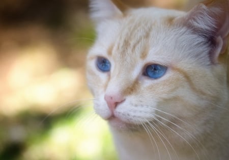 Cat - sleepy, cute, beautiful, cat, sleeping, kitty, cats, hat, cat face, paws, face, animals, pretty, beauty, sweet, kitten, lovely