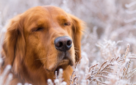 Dog - face, pretty, playful dog, cute, animals, beautiful, sweet, puppy, playful, dogs, puppies, lovely, dog face