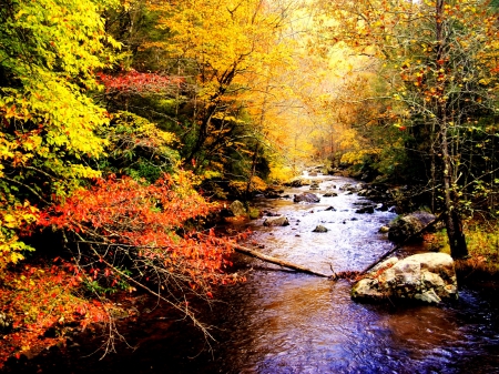 Autumn Stream - Autumn, trees, water, Fall, stream, rocks