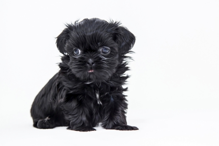 Puppy - dogs, shih tzu, animals, puppies