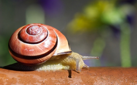 Snail - cute, shell, orange, snail