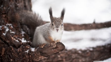 Squirrel - wildlife, autumn, squirrel, animals, winter, wallpaper, hd, nature, white, wild, snow, animal, sweet, cute