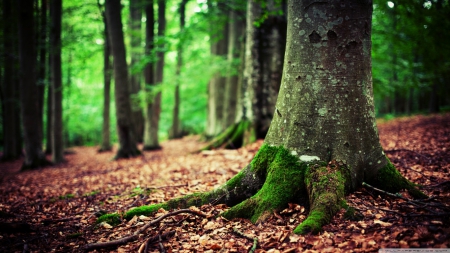 Woods - autumn, landscape, wallpaper, leaf, wood, hd, nature, fall, forest, faloage, leafage, leaves, tree, scene