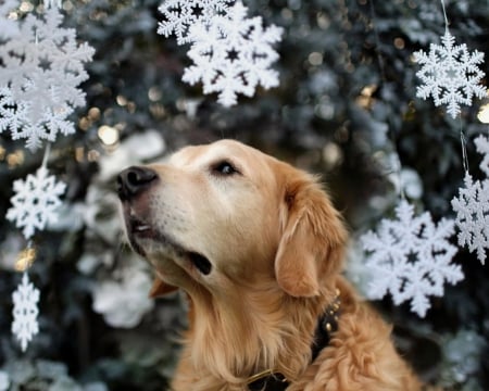 Dog in Winter - winter, dog, snow, pine