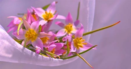 Delicate pink flowers for  Jasenka (Jasnas ) - delicate, beauty, freshness, petals, pink, still life, flowers, nature, arrangement, soft, color