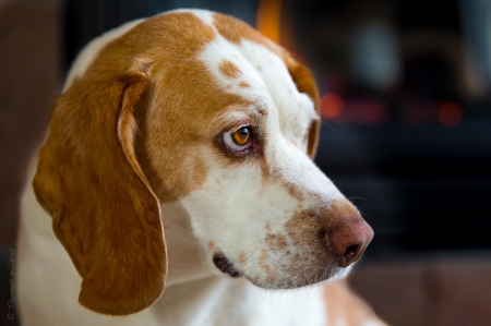 Beagle - puppy, animals, lovely, face, dog face, playful, pretty, beautiful, dogs, playful dog, sweet, cute, puppies