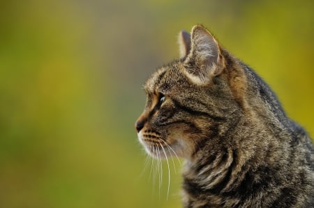 Cat - sleepy, cute, beautiful, cat, sleeping, kitty, cats, hat, cat face, paws, face, animals, pretty, beauty, sweet, kitten, lovely