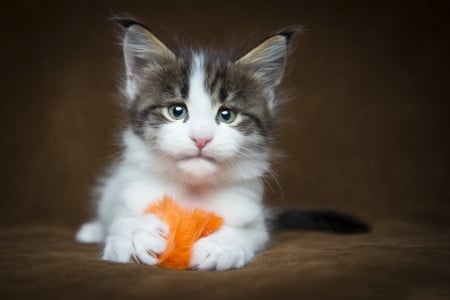 Cat - sleepy, cute, beautiful, cat, sleeping, kitty, cats, hat, cat face, paws, face, animals, pretty, beauty, sweet, kitten, lovely