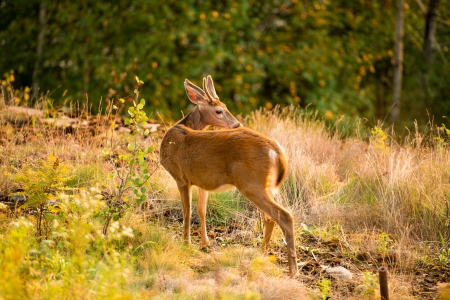 Deer - photo, animal, nature, deer