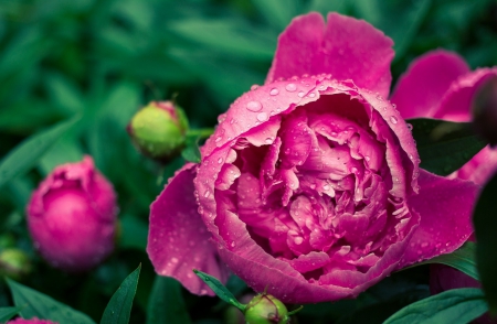 Flower - plant, dew, flower, drops