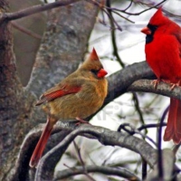 Cardinals