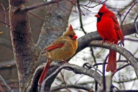 Cardinals - winter, nature, red, snow, pair, tree