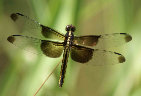 Dragonfly - insect, animal, bug, Dragonfly