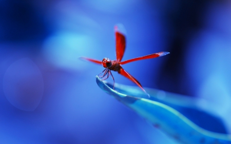 Dragonfly - insect, animal, bug, Dragonfly