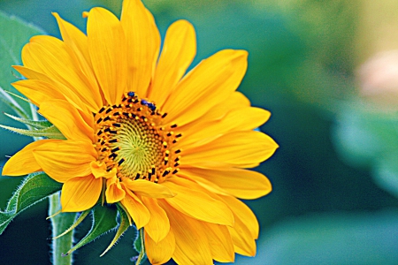 âœ¿Morning Graceâœ¿ - sunflower, yellow, sunny, grace, wonderful